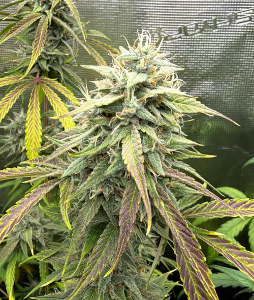 ｆｒｏｓｔｅｄｇｕａｖａ ❄️   | by Green House Seeds. Week 10