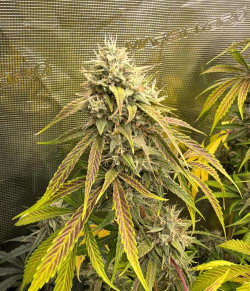 ｆｒｏｓｔｅｄｇｕａｖａ ❄️   | by Green House Seeds. Week 10