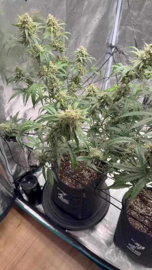 Frosted Guava Autoflowering. Week 10