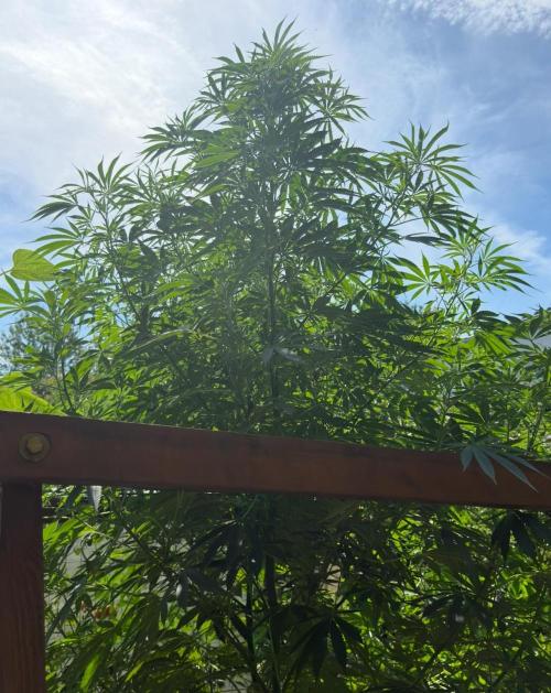 Air Lemon x Shishkaberry 🍋🍇 by GH Seeds. Week 16