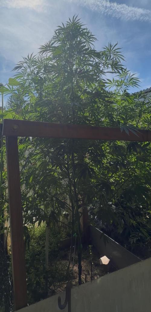 Air Lemon x Shishkaberry 🍋🍇 by GH Seeds. Week 16
