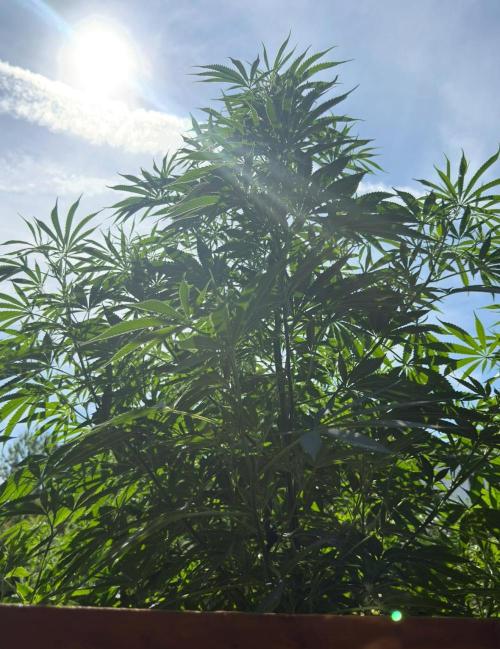Air Lemon x Shishkaberry 🍋🍇 by GH Seeds. Week 16
