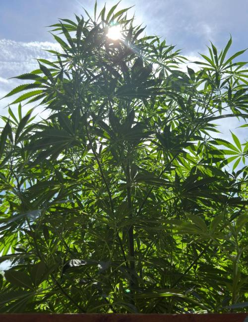 Air Lemon x Shishkaberry 🍋🍇 by GH Seeds. Week 16