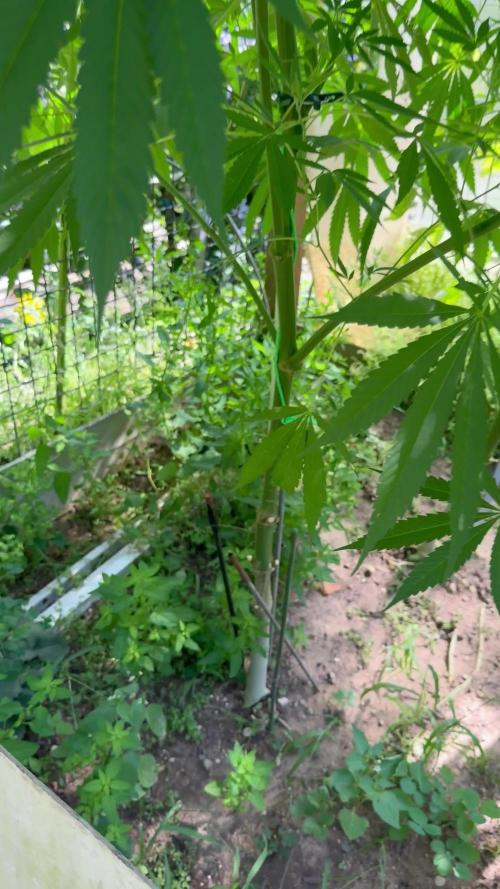 Shishka Lemonade. Week 16