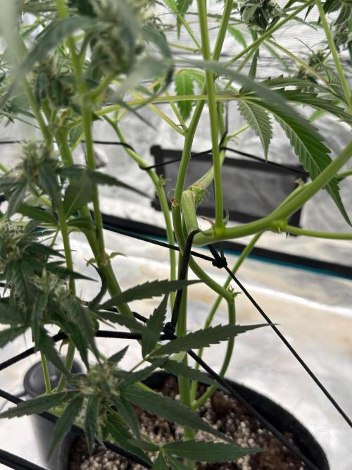 ᗷIᔕᑕOTTI ᙭ GEᒪᗩTO by GreenHouseSeeds. Week 7