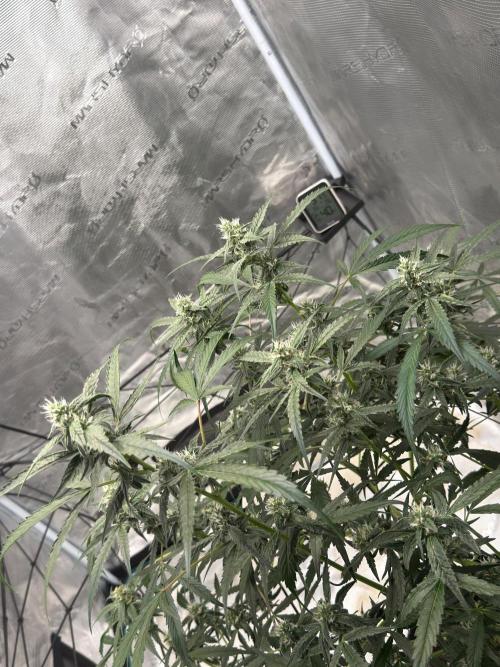 ᗷIᔕᑕOTTI ᙭ GEᒪᗩTO by GreenHouseSeeds. Week 7