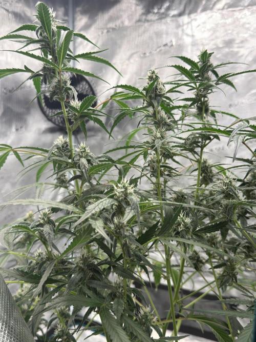 ᗷIᔕᑕOTTI ᙭ GEᒪᗩTO by GreenHouseSeeds. Week 7
