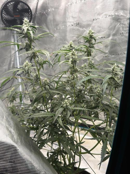 ᗷIᔕᑕOTTI ᙭ GEᒪᗩTO by GreenHouseSeeds. Week 7