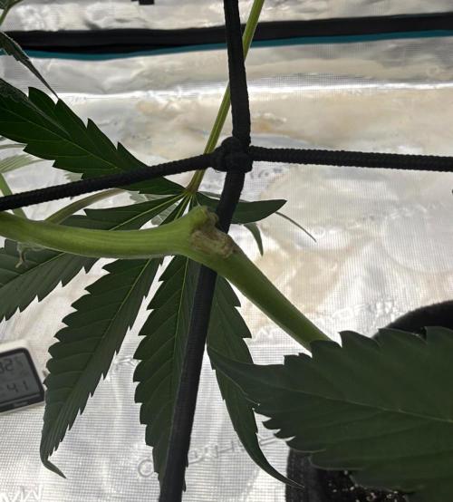 ᗷIᔕᑕOTTI ᙭ GEᒪᗩTO by GreenHouseSeeds. Week 7