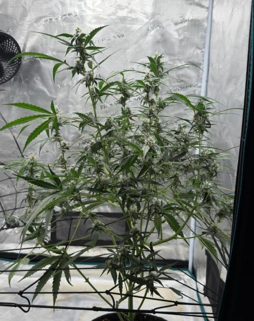 ᗷIᔕᑕOTTI ᙭ GEᒪᗩTO by GreenHouseSeeds. Week 7