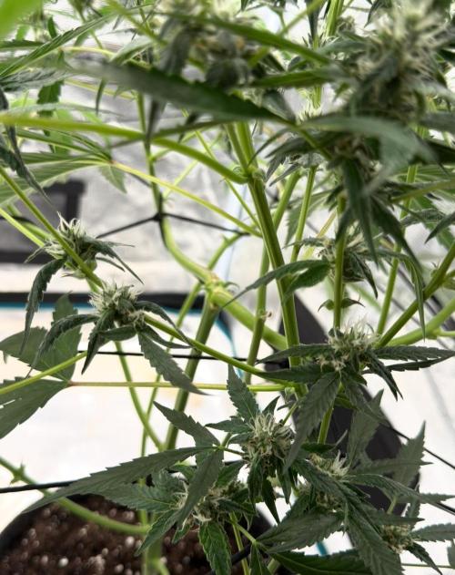 ᗷIᔕᑕOTTI ᙭ GEᒪᗩTO by GreenHouseSeeds. Week 7