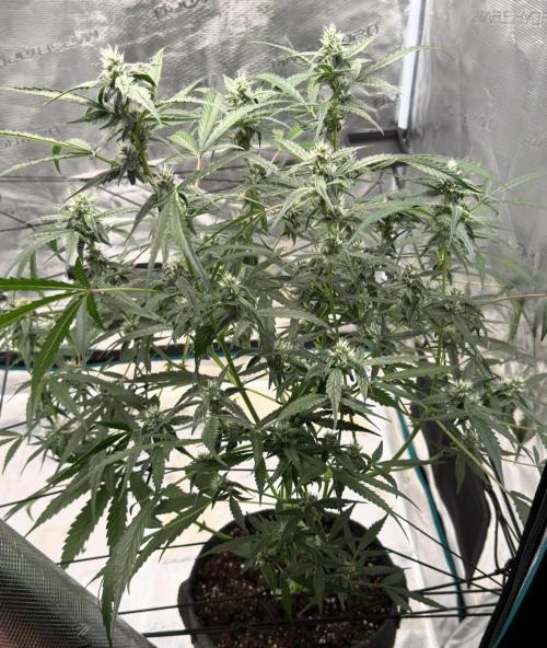 ᗷIᔕᑕOTTI ᙭ GEᒪᗩTO by GreenHouseSeeds. Week 7