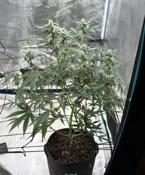 ᗷIᔕᑕOTTI ᙭ GEᒪᗩTO by GreenHouseSeeds. Week 7