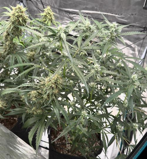 ᗷIᔕᑕOTTI ᙭ GEᒪᗩTO by GreenHouseSeeds. Week 7