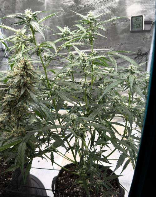ᗷIᔕᑕOTTI ᙭ GEᒪᗩTO by GreenHouseSeeds. Week 7