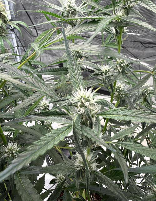 ᗷIᔕᑕOTTI ᙭ GEᒪᗩTO by GreenHouseSeeds. Week 7