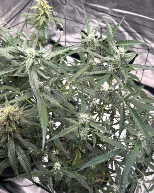 ᗷIᔕᑕOTTI ᙭ GEᒪᗩTO by GreenHouseSeeds. Week 7