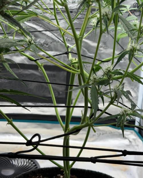 ᗷIᔕᑕOTTI ᙭ GEᒪᗩTO by GreenHouseSeeds. Week 7