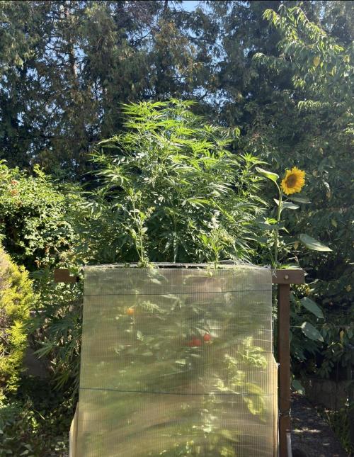 Air Lemon x Shishkaberry 🍋🍇 by GH Seeds. Week 17