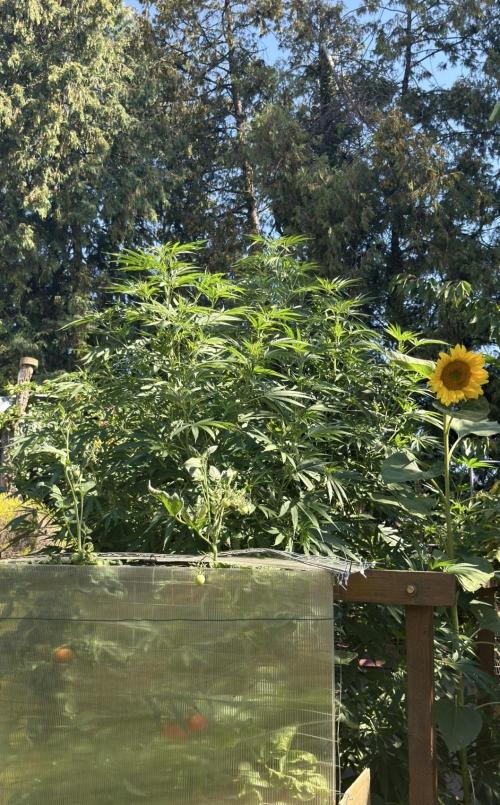 Air Lemon x Shishkaberry 🍋🍇 by GH Seeds. Week 17