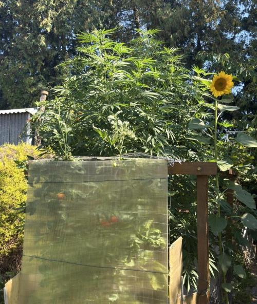 Air Lemon x Shishkaberry 🍋🍇 by GH Seeds. Week 17
