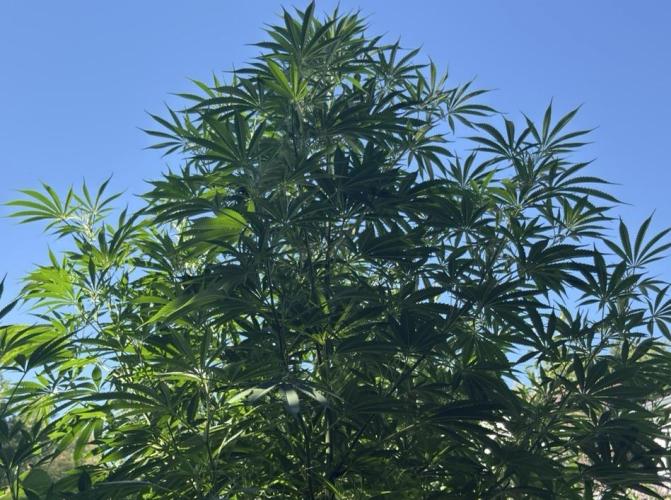 Air Lemon x Shishkaberry 🍋🍇 by GH Seeds. Week 17