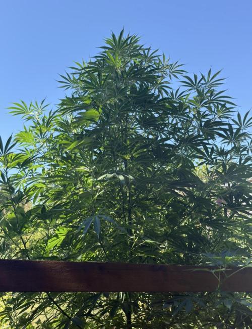 Air Lemon x Shishkaberry 🍋🍇 by GH Seeds. Week 17