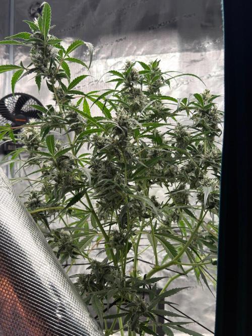 ᗷIᔕᑕOTTI ᙭ GEᒪᗩTO by GreenHouseSeeds. Week 8