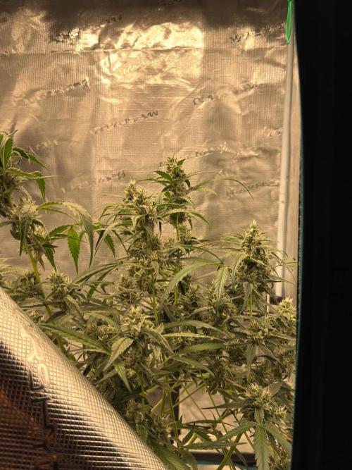 ᗷIᔕᑕOTTI ᙭ GEᒪᗩTO by GreenHouseSeeds. Week 8