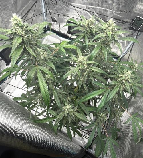 ᗷIᔕᑕOTTI ᙭ GEᒪᗩTO by GreenHouseSeeds. Week 8