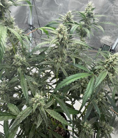 ᗷIᔕᑕOTTI ᙭ GEᒪᗩTO by GreenHouseSeeds. Week 8