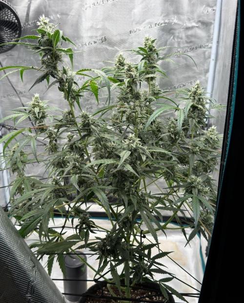 ᗷIᔕᑕOTTI ᙭ GEᒪᗩTO by GreenHouseSeeds. Week 8