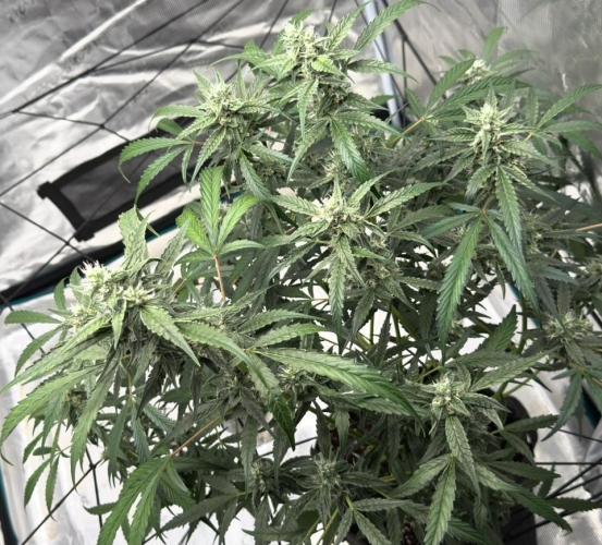 ᗷIᔕᑕOTTI ᙭ GEᒪᗩTO by GreenHouseSeeds. Week 8