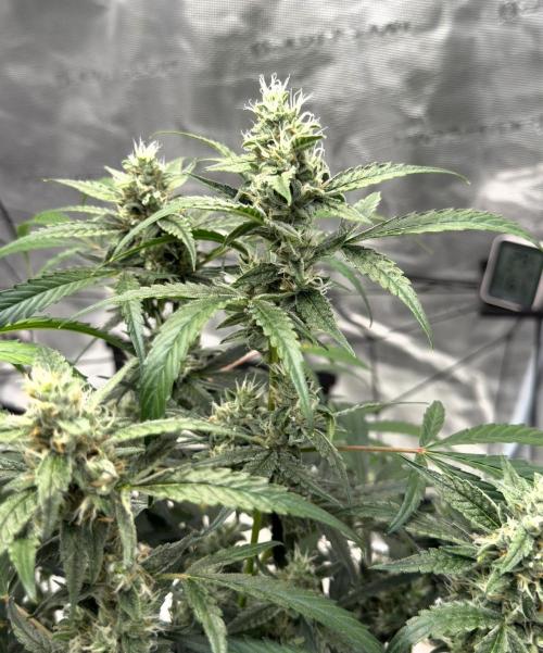 ᗷIᔕᑕOTTI ᙭ GEᒪᗩTO by GreenHouseSeeds. Week 8