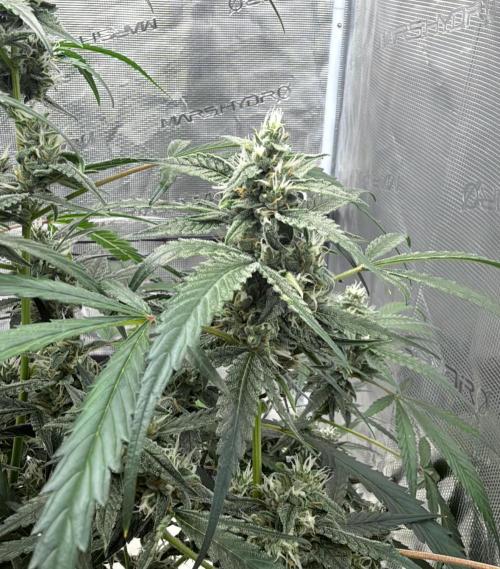 ᗷIᔕᑕOTTI ᙭ GEᒪᗩTO by GreenHouseSeeds. Week 8