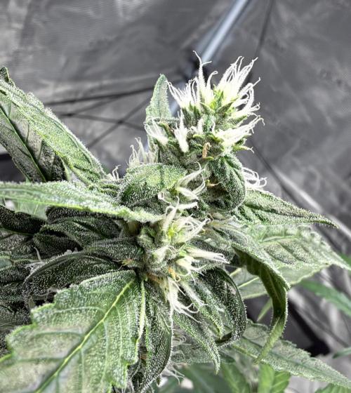 ᗷIᔕᑕOTTI ᙭ GEᒪᗩTO by GreenHouseSeeds. Week 8