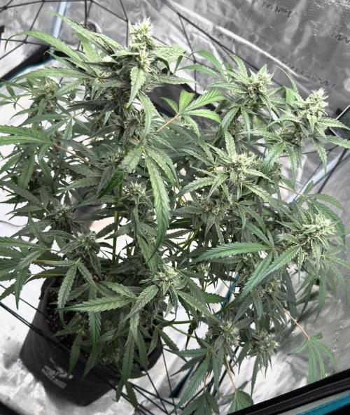 ᗷIᔕᑕOTTI ᙭ GEᒪᗩTO by GreenHouseSeeds. Week 8