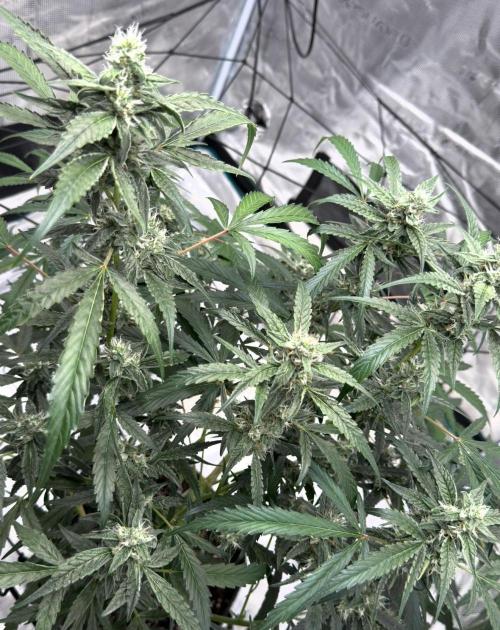 ᗷIᔕᑕOTTI ᙭ GEᒪᗩTO by GreenHouseSeeds. Week 8