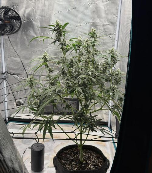 ᗷIᔕᑕOTTI ᙭ GEᒪᗩTO by GreenHouseSeeds. Week 8