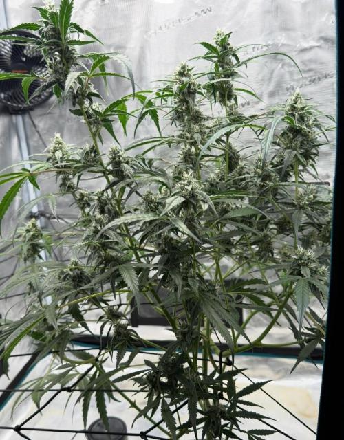 ᗷIᔕᑕOTTI ᙭ GEᒪᗩTO by GreenHouseSeeds. Week 8
