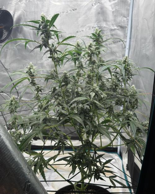 ᗷIᔕᑕOTTI ᙭ GEᒪᗩTO by GreenHouseSeeds. Week 8