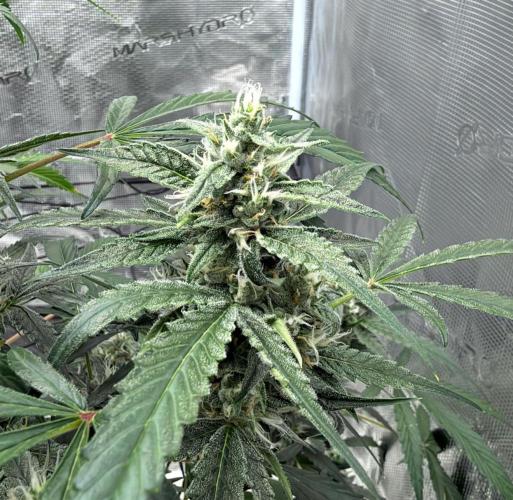 ᗷIᔕᑕOTTI ᙭ GEᒪᗩTO by GreenHouseSeeds. Week 8