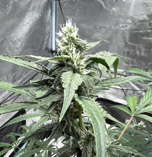 ᗷIᔕᑕOTTI ᙭ GEᒪᗩTO by GreenHouseSeeds. Week 8