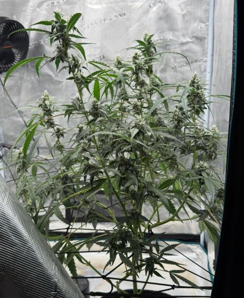 ᗷIᔕᑕOTTI ᙭ GEᒪᗩTO by GreenHouseSeeds. Week 8