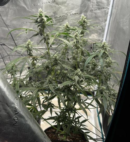 ᗷIᔕᑕOTTI ᙭ GEᒪᗩTO by GreenHouseSeeds. Week 8