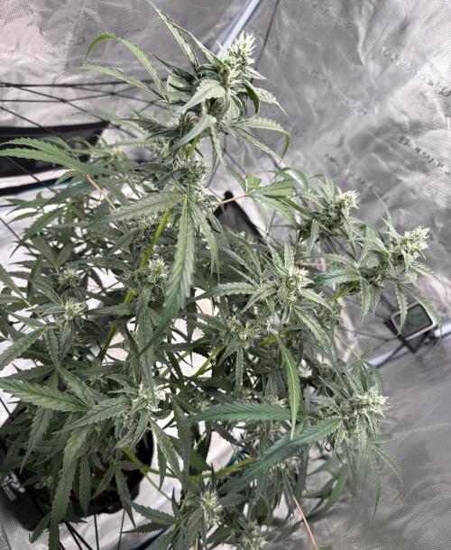 ᗷIᔕᑕOTTI ᙭ GEᒪᗩTO by GreenHouseSeeds. Week 8