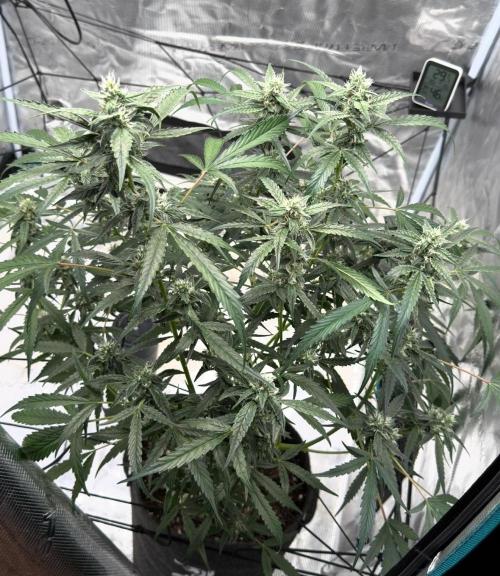 ᗷIᔕᑕOTTI ᙭ GEᒪᗩTO by GreenHouseSeeds. Week 8