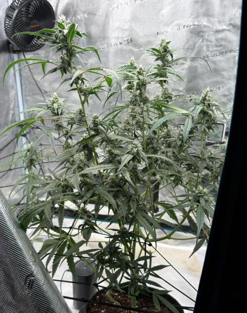 ᗷIᔕᑕOTTI ᙭ GEᒪᗩTO by GreenHouseSeeds. Week 8