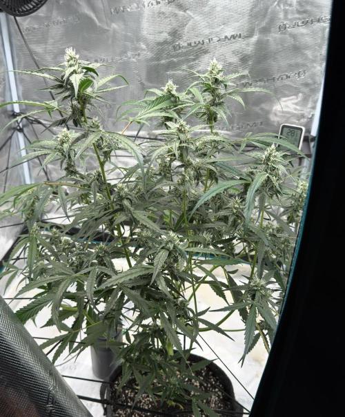 ᗷIᔕᑕOTTI ᙭ GEᒪᗩTO by GreenHouseSeeds. Week 8