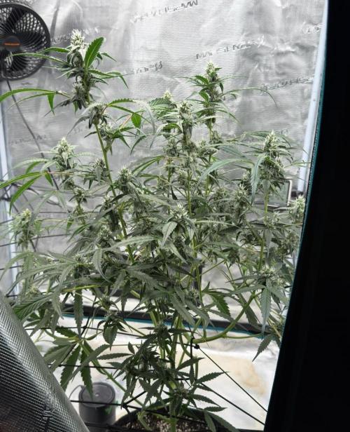 ᗷIᔕᑕOTTI ᙭ GEᒪᗩTO by GreenHouseSeeds. Week 8